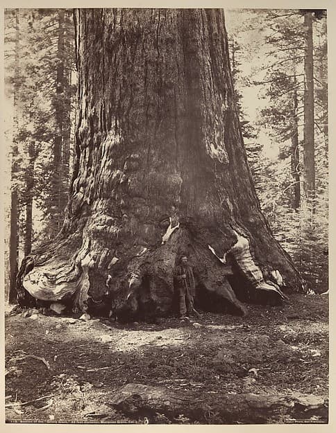 Artwork of Section of the Grizzly Giant with Galen Clark, Mariposa Grove, Yosemite